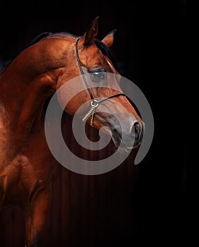 Portrait of adult arabian bay stallion.posing against stable