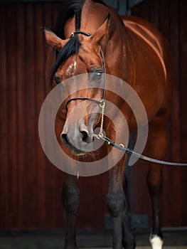 Portrait of adult arabian bay stallion  posing against stable. soft focus