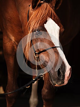 Portrait of adult arabian chestnut stallion. close up