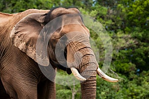 Portrait of an adult Asian elephant with white tusks