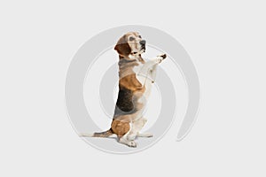 Portrait of adult Beagle dog sitting isolated over white studio background.