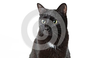 Portrait of an adult black cat on a white background. The cat quietly sits and looks aside