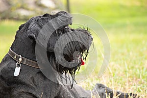 portrait of an adult black dog Giant Schnauzer in the park in the sun in summer in Ukraine, Giant Schnauzer