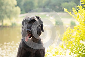 portrait of an adult black dog Giant Schnauzer in the park in the sun in summer in Ukraine, Giant Schnauzer black