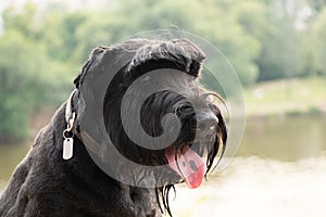portrait of an adult black dog Giant Schnauzer in the park in the sun in summer in Ukraine, Giant Schnauzer black