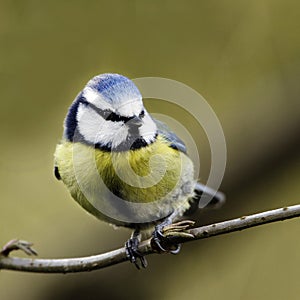 A portrait of an adult Blue Tit (Parus caeruleus) perching alertly on a tree branch.