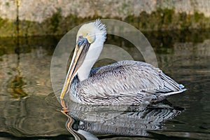 Portrait of an adult Brown Pelican.