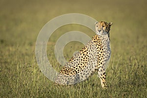 Portrait of an adult cheetah sitting upright in green grass looking alert in Masai Mara in Kenya