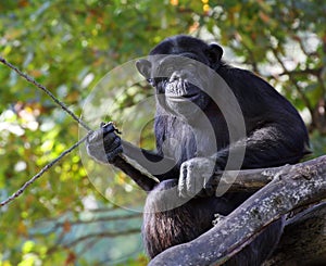 Portrait of a adult chimpanzee