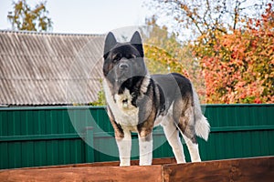 Portrait of an adult dog of the American Akita breed walking in the autumn on the suburban area