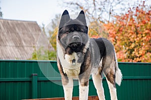 Portrait of an adult dog of the American Akita breed walking in the autumn on the suburban area