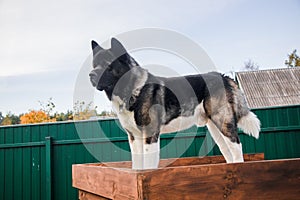 Portrait of an adult dog of the American Akita breed walking in the autumn on the suburban area