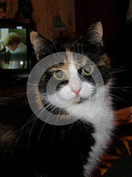 Portrait of an adult domestic cat of a tricolor suit close-up.