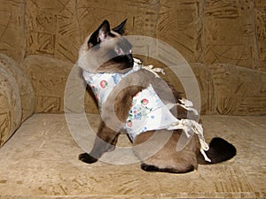 Portrait of an adult domestic cat of a tricolor suit close-up.