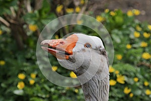 Portrait of an adult domestic Emden goose photo