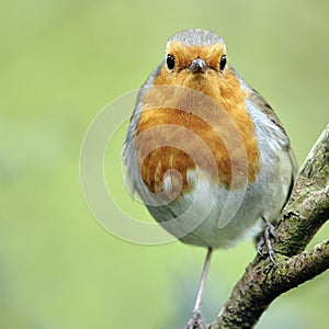 A portrait of an adult European Robin (Erithacus rubecula).