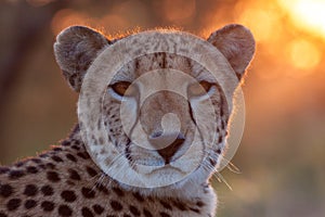 Portrait of adult female Cheetah at sunset South Africa