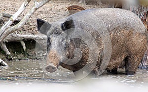 Portrait of adult female pig, Central European wild boar, standing in water