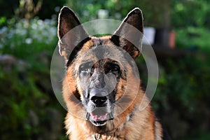 Portrait of adult german sheppard