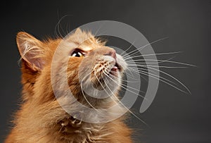 Portrait of adult ginger cat with big white mustache, animal posing on black background