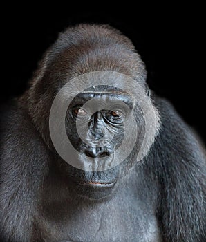 Portrait of an adult gorilla