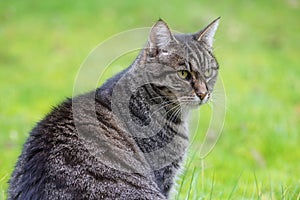 Portrait of an adult gray tabby cat sitting in the green lawn, animal and pet theme, copy space, selected focus