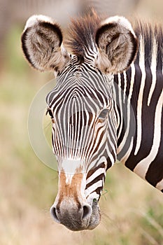 Portrait of an adult Grevy`s Zebra Samburu Kenya