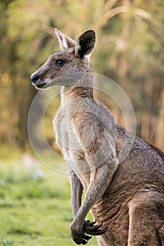 Portrait of an adult kangaroo from the side in Coombabah Park, Queensland, Australia photo