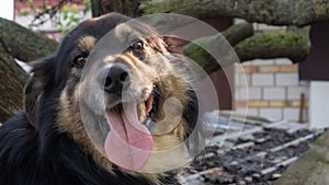 Portrait of an adult large dog in the yard of the house with his tongue hanging out. Black pet with brown eyes. Keeping a dog in