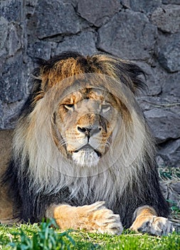 portrait of an adult lion with a lush mane in a zoo