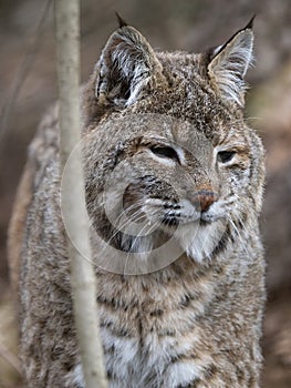Portrét dospelého samca rysa karpatského, Lynx lynx carpaticus
