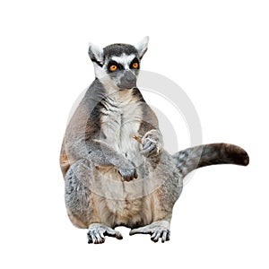 Portrait of an adult male of lemur katta on white background