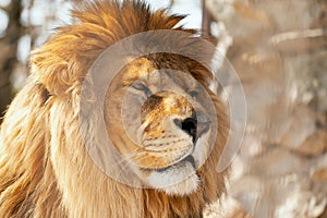 Portrait adult male lion. Head lion close up