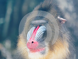 Portrait of the adult male mandrill, closeup of its colorful funny face.