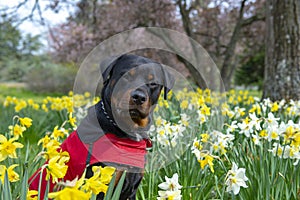 Portrait of adult male rottweiler posing among daffodils