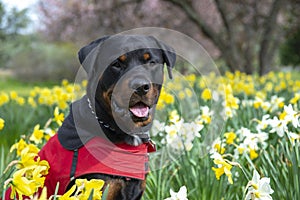 Portrait of adult male rottweiler posing among daffodils