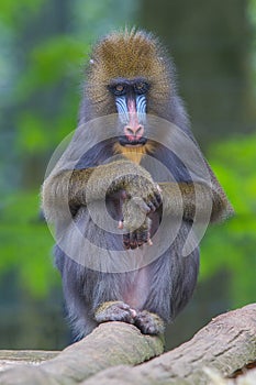 Portrait of the adult mandrill