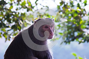 Portrait of an adult monkey also know as the Rhesus Macaque sitting on the tree