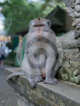 Portrait of an Adult Monkey on a ledge