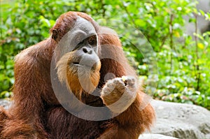 Portrait of adult orangutan