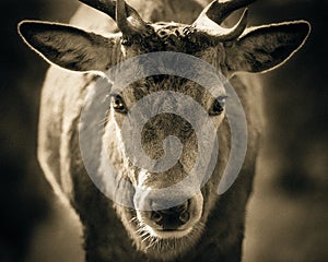 Portrait Of Adult Red Deer Stag