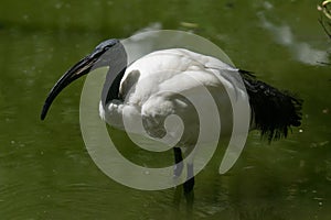 Portrait of an adult sacred ibis