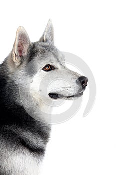 Portrait of a adult Siberian Husky dog