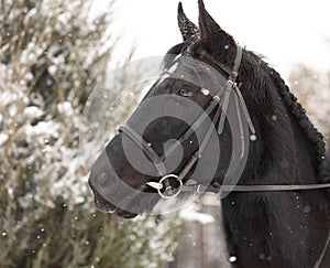 Portrait of an adult stallion against the background of a winter forest. A horse with a bridle.