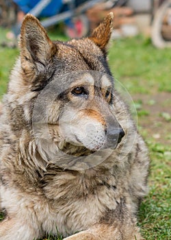 Portrait of an adult wolfdog Canis lupus. A hybrid of wolf and dog headshot