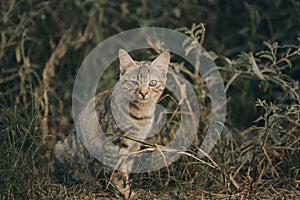 Portrait of Aegean injured Stray gray cat sitting outdoors in Greece