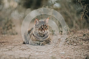 Portrait of Aegean Stray gray cat lying outdoors in Greece