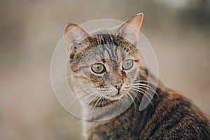 Portrait of Aegean Stray gray cat sitting outdoors in Greece