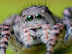 Portrait of Aelurillus v-insignitus female jumping spider portrait