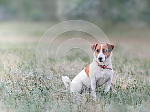Portrait from afar of cute small white and red dog jack russel terrier sitting on glade on grass and looking at left side at summe
